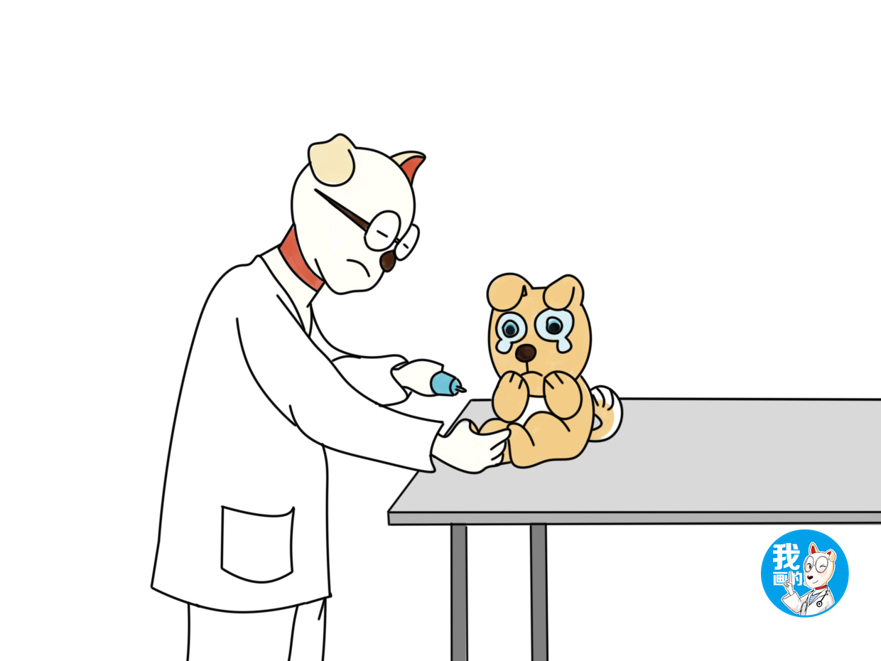 辟谣：狗狗眼睛变蓝滴眼药水就行？找准病因是关键，否则会害了它