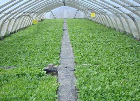 种植蔬菜怎么防止徒长,蔬菜苗徒长怎么办