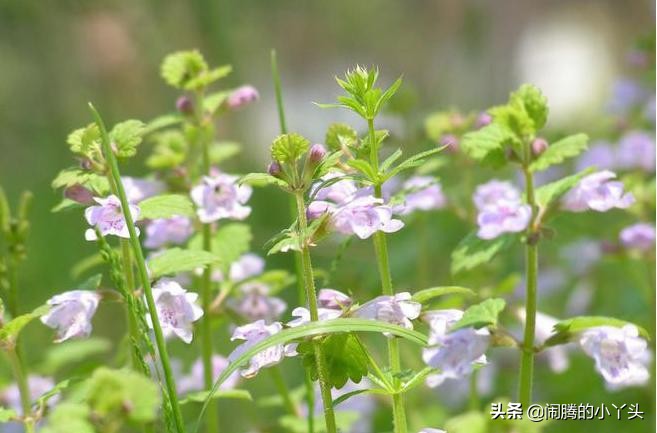活血丹药用部分,活血丹草图片和功效