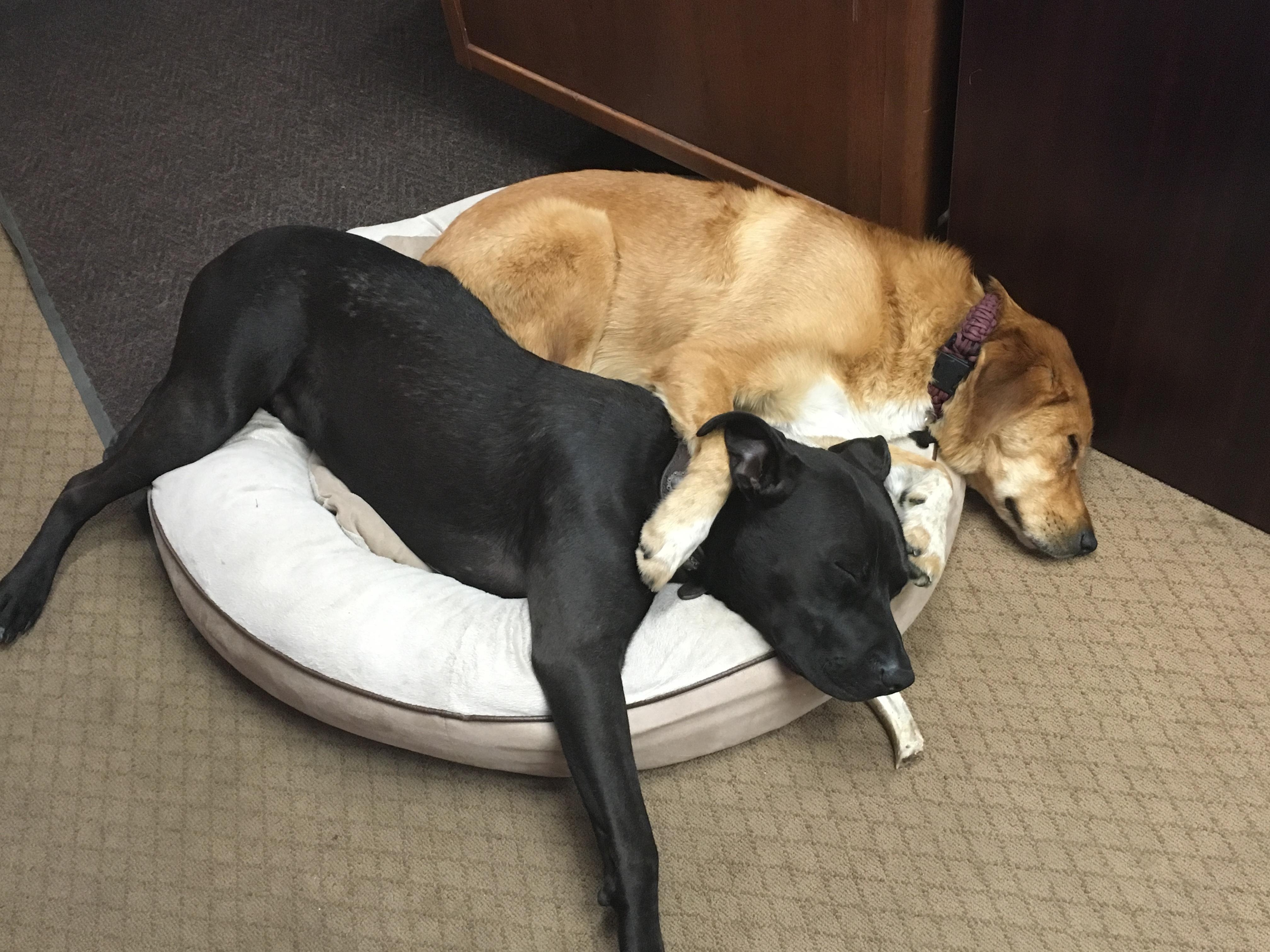 狗狗开心是不是活得更久,狗狗开心时有哪些反应