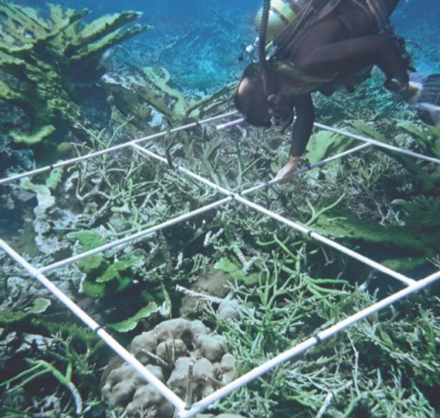 考拉或将被列为濒危物种,人类只要活着,就在物种灭绝做“贡献”