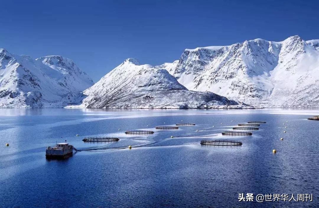 三文鱼是怎么杀死寄生虫的,吃三文鱼感染寄生虫会怎么样