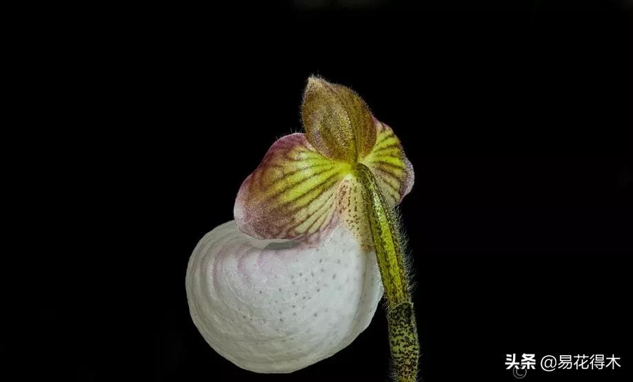 布袋兰花品种图片大全,我国特有的单种属珍稀濒危兰花