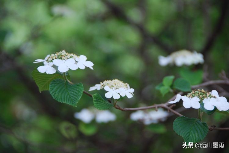 植物科学活动,第二十届公众科学日合肥