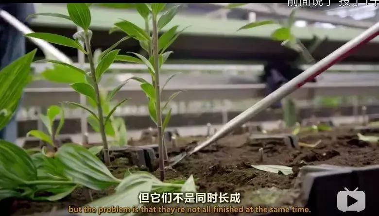 世界第一鲜花市场视频,bbc探秘墨西哥毒品战争