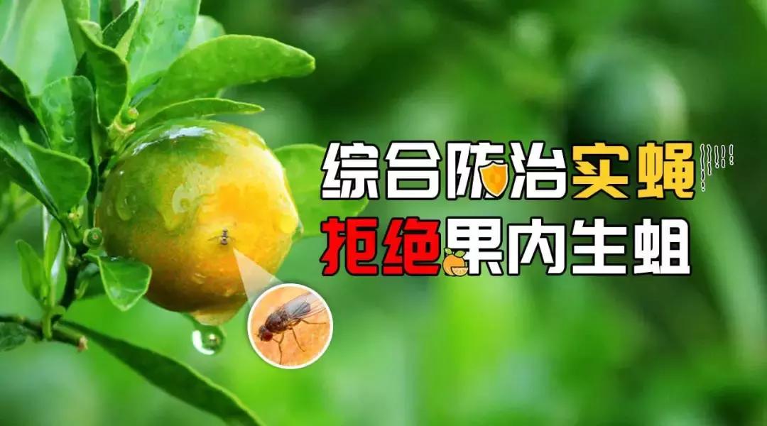 柑橘害虫的防治方法,种植柑橘需要防治哪些害虫