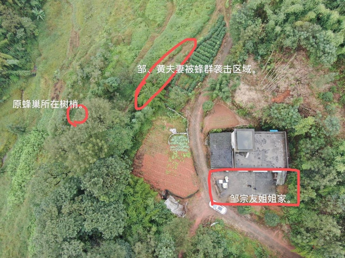 马蜂窝被打掉后马蜂会攻击人吗,马蜂窝被捅怎么让马蜂继续存活