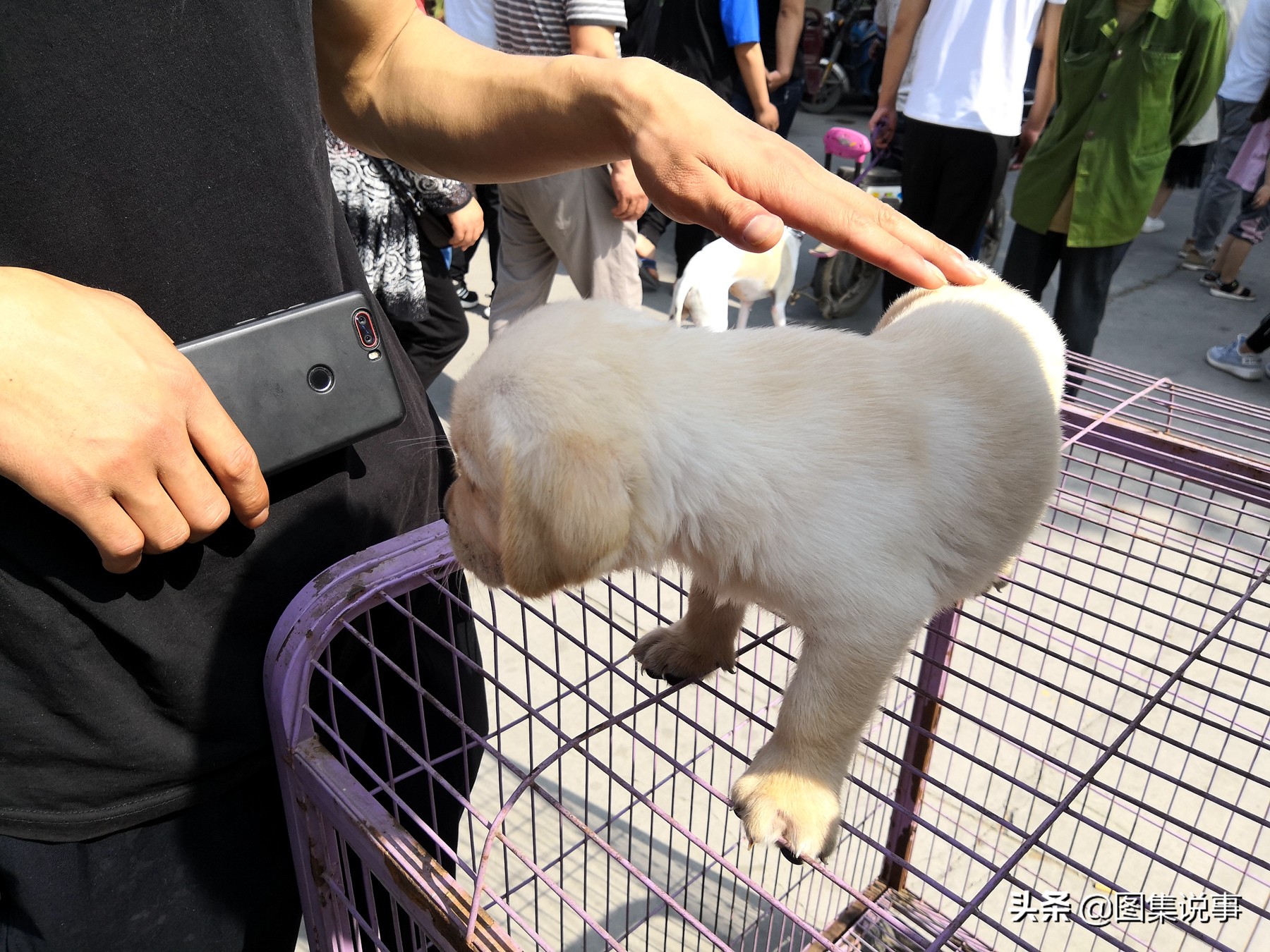 宠物狗市场博美犬真实价格,200元一只博美犬同城购买