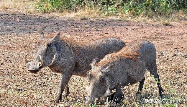 野猪攻击人可以装死吗,在野猪面前装死有用吗