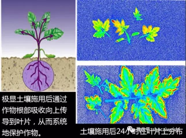 拜耳消杀白粉虱,拜耳治白粉虱特效药