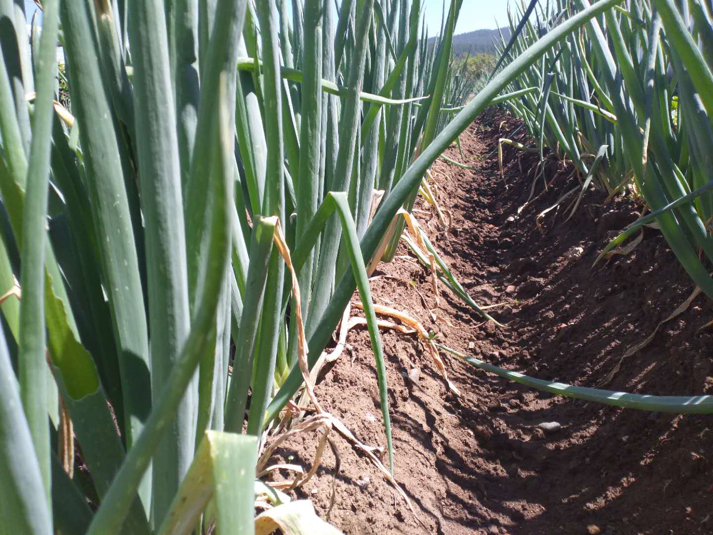 大葱红锈病是怎么回事,大葱有黄锈病怎样治