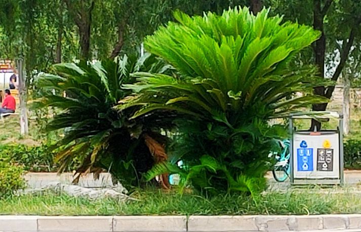 铁树分公铁树母铁树吗,铁树有雄铁树和雌铁树