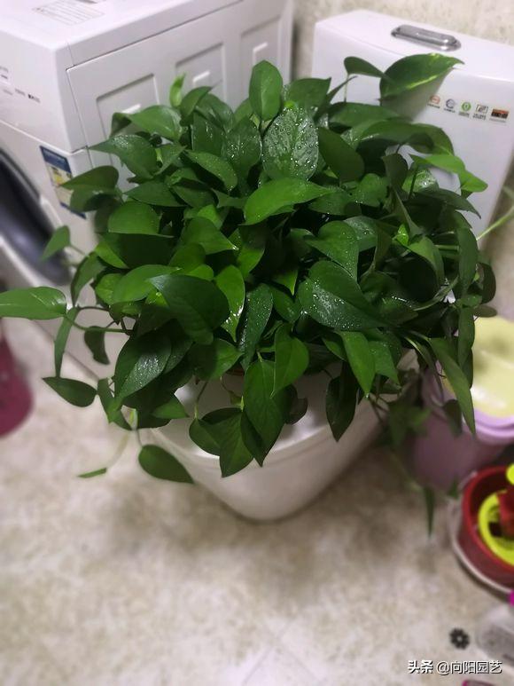 怎么把绿萝养得又粗又壮不长黄叶,绿萝用什么盆养才能长得旺盛