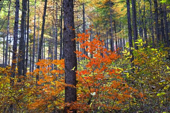 散文：乡翁杵杖骂田荒