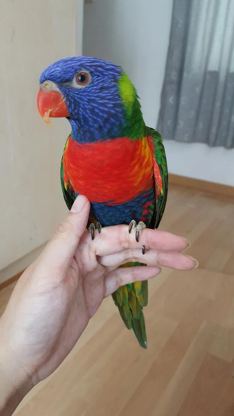 和尚鹦鹉和金太阳鹦鹉能合笼吗,吸蜜鹦鹉和和尚鹦鹉哪个更好