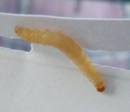 大米里面生了黑色米虫有没有危害,家庭储存大米如何防止生虫