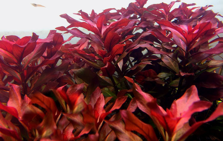 水草种子开缸教程新手入门,草缸水草刚种下需要加二氧化碳么