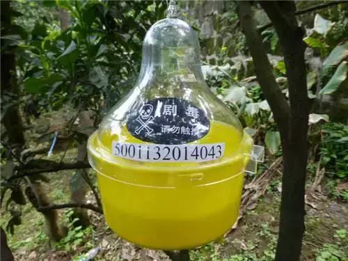 柑橘害虫的防治方法,种植柑橘需要防治哪些害虫