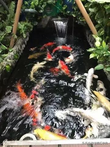 锦鲤长白毛最快的治疗方法,治疗锦鲤鱼病特效药