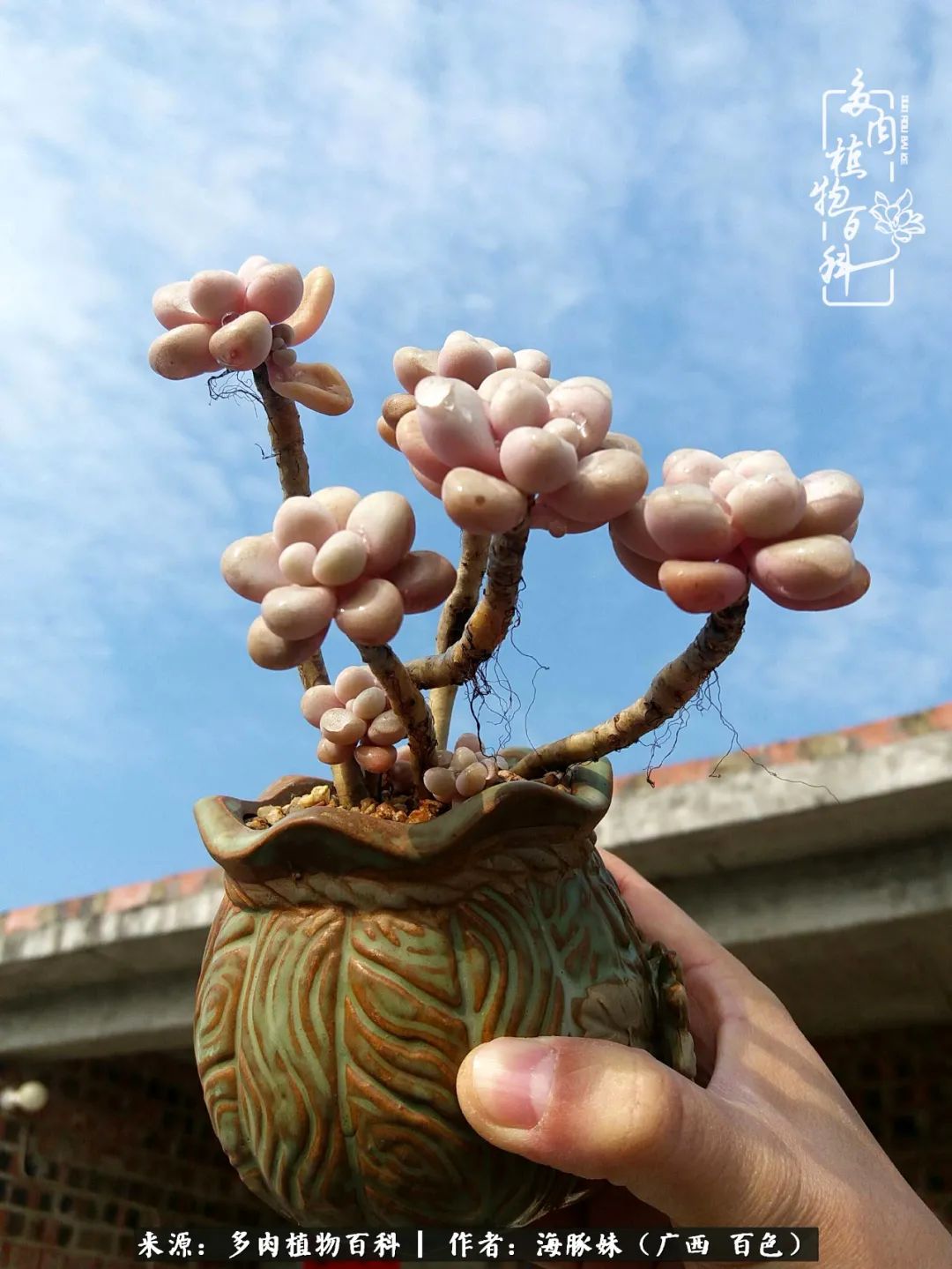 七月的雨,八月的风,多肉植物,我还是喜欢你