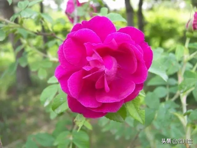 女人喝玫瑰花茶有什么好处啊,女性喝玫瑰花茶怎么泡比较好