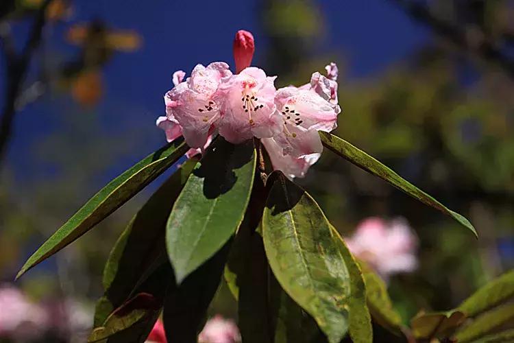 凉山州哪里可以赏花,西昌赏花攻略