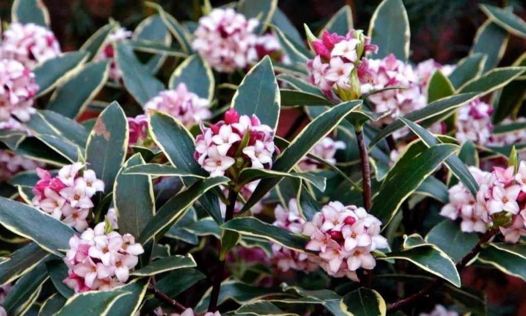 金边瑞香有花苞了，加强几点养护，叶绿根壮，花香满屋