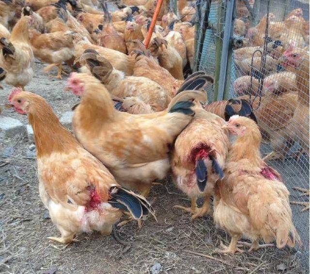 鸡啄癖的原因,鸡啄癖什么意思