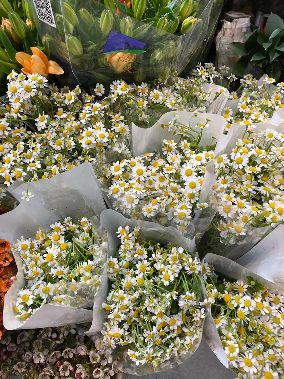 实拍青岛花卉市场！你每年都会选购哪些品种的年宵花呢？