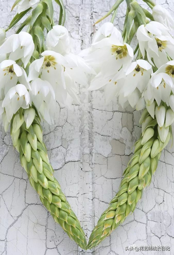 每日一花｜伯利恒之星，可用于治疗癌症，洁白可爱