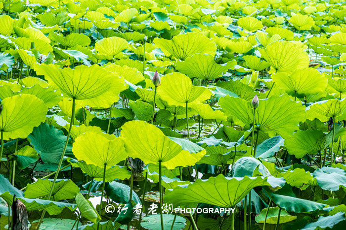 最美荷花展深圳,深圳最美荷花