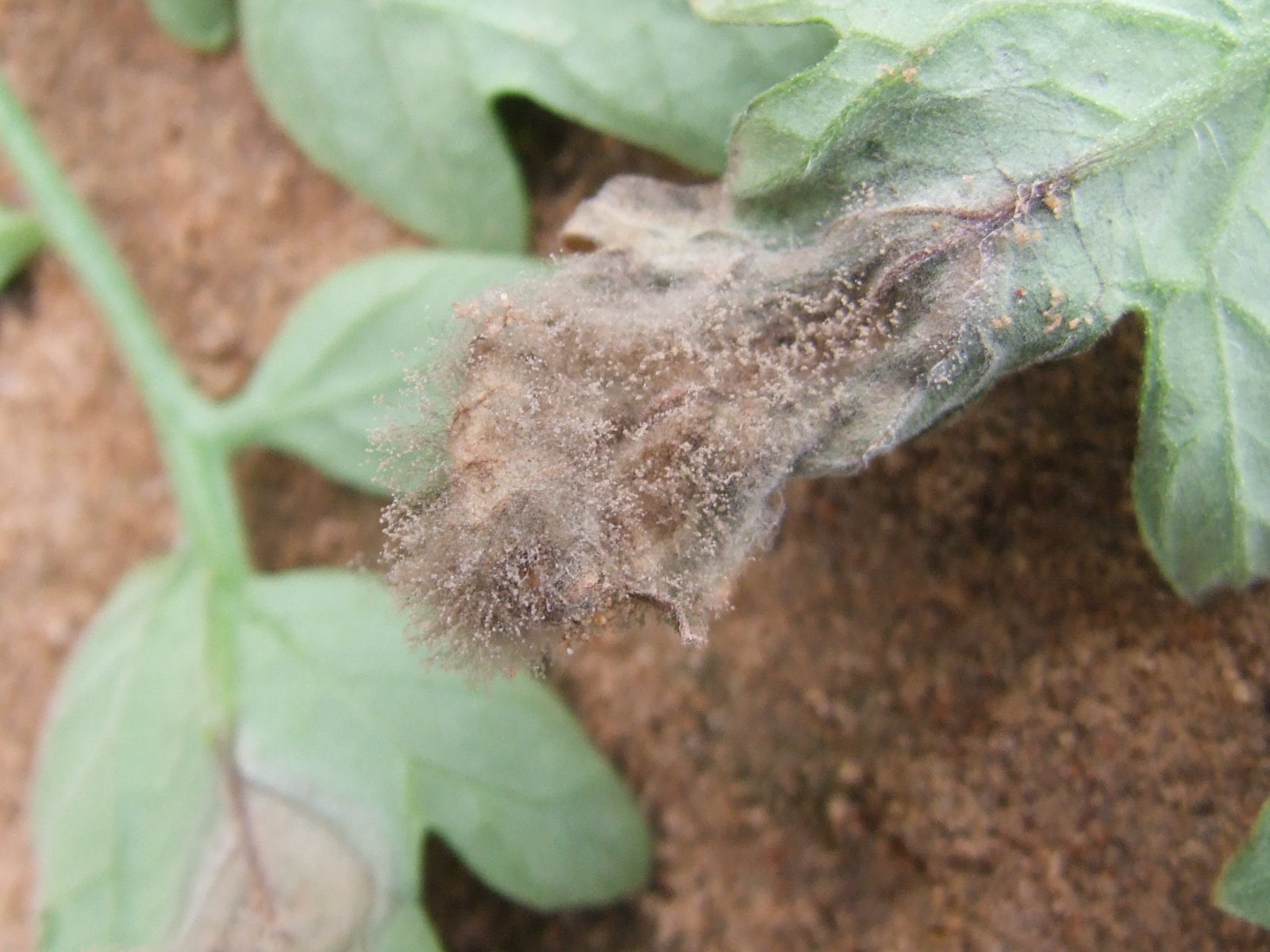 哪个药治番茄细菌性叶斑病好,番茄白粉病和灰叶斑病用什么药