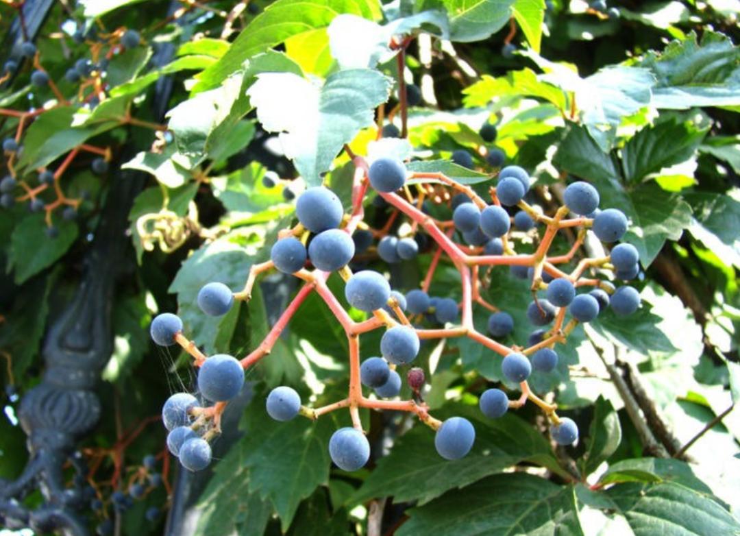 为什么城市高架桥下都要种爬山虎,我国高架桥为什么种爬山虎