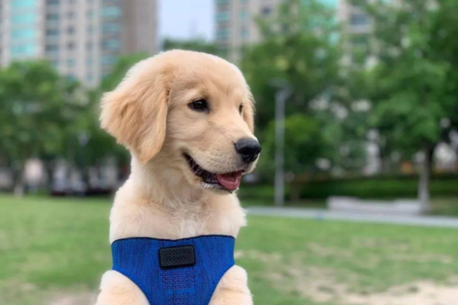 金毛眼睛发红怎么回事,金毛过敏症状有哪些