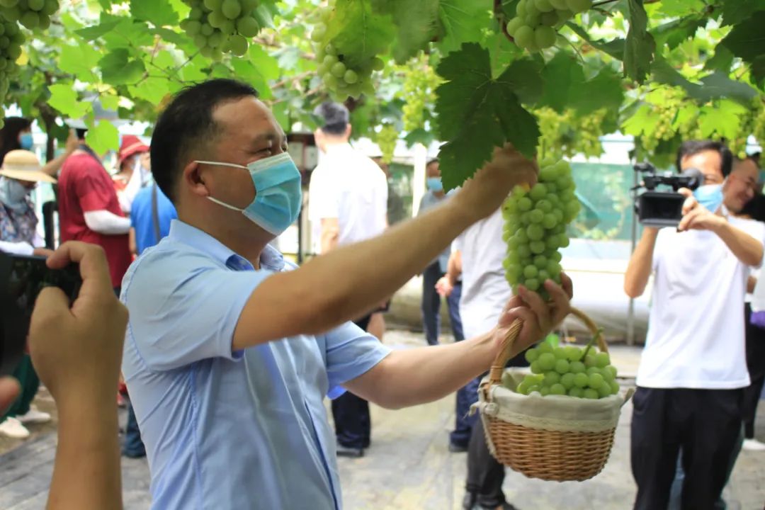 文旅资讯站｜慈溪市第十六届葡萄节暨灾后复产现场会顺利举行