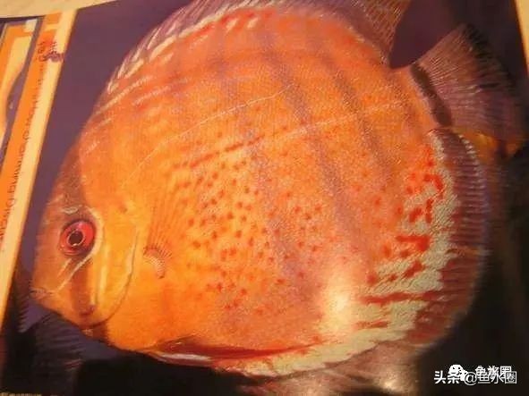 七彩神仙品系图谱,七彩神仙全系品种介绍