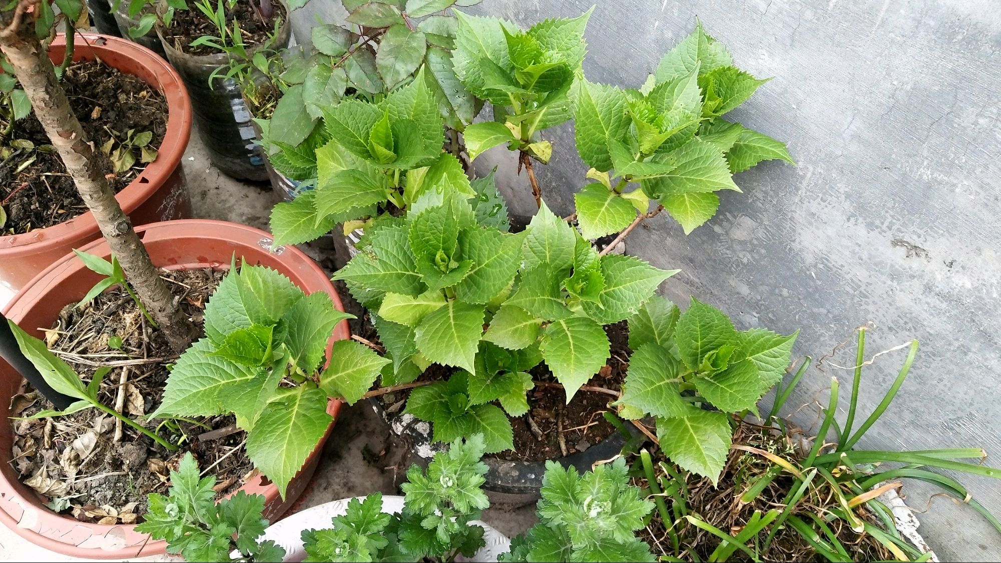 春季绣球怎么养护最好,绣球花的春天怎么养护