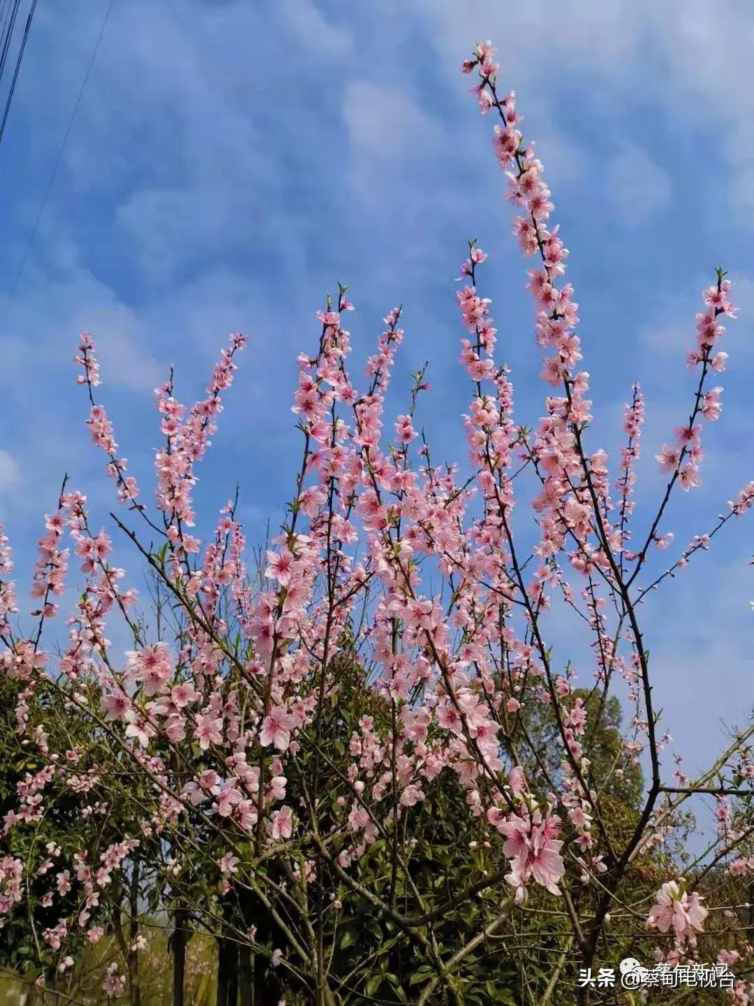 桃之夭夭！来武汉蔡甸世外桃源，许你万株桃花