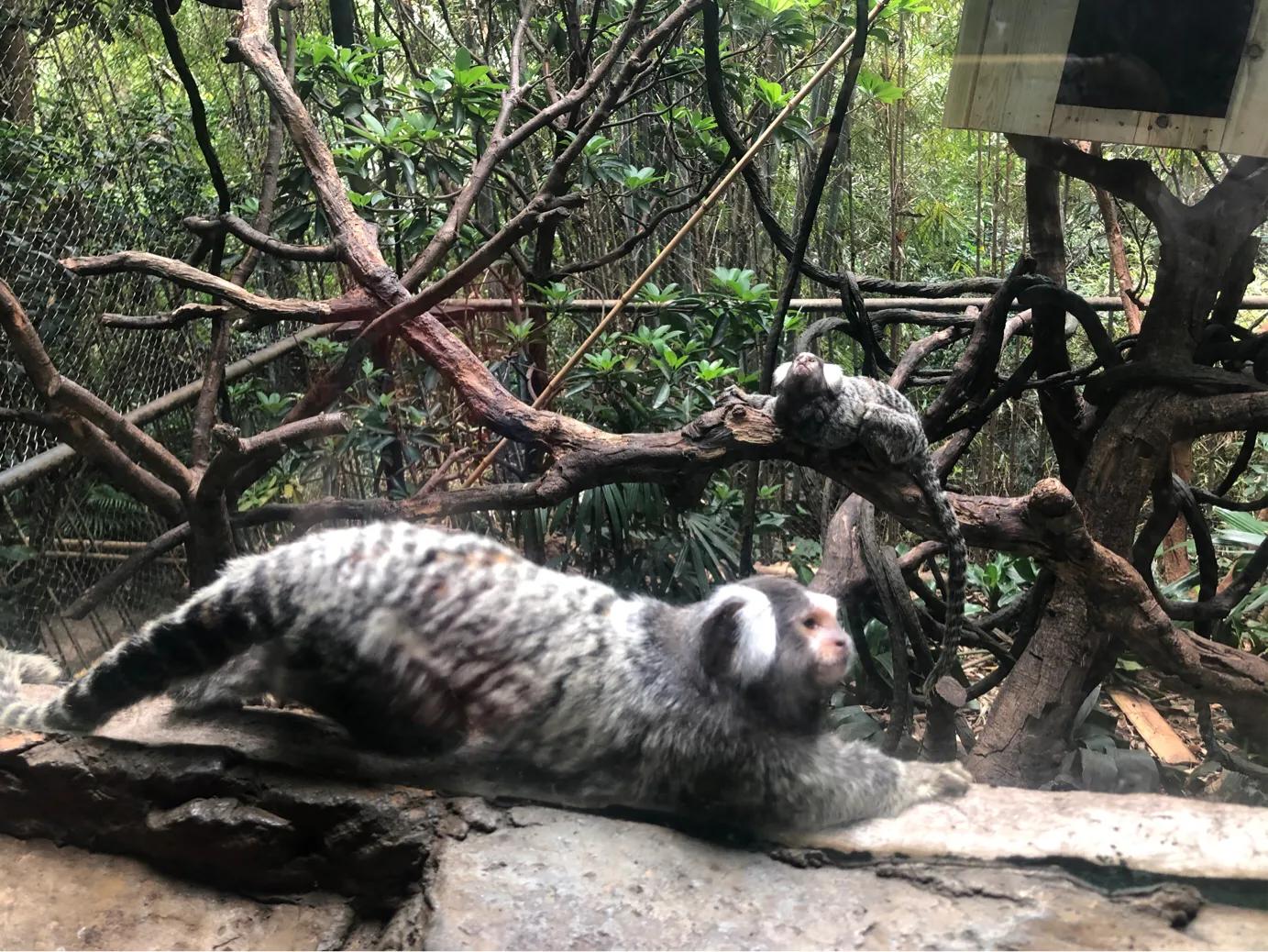 暑期广州长隆野生动物世界门票,长隆海洋王国和野生动物园门票