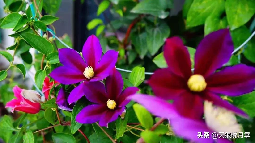 露台打造花海,她用10年改造庭院