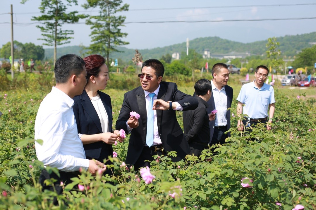 云朵玫瑰臻选,云朵玫瑰品牌有哪些