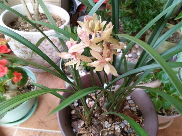 什么兰既好养开花又香,最好养的兰花四季兰介绍