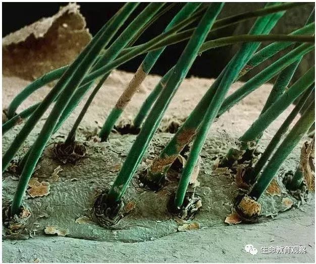 看完后，整个人都有点不对劲了（传播生物知识）