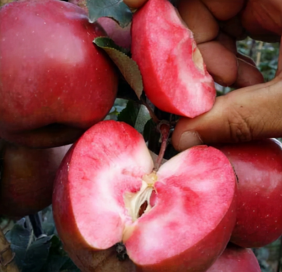 这11种盆景树在我国特别流行,国外盆景树种