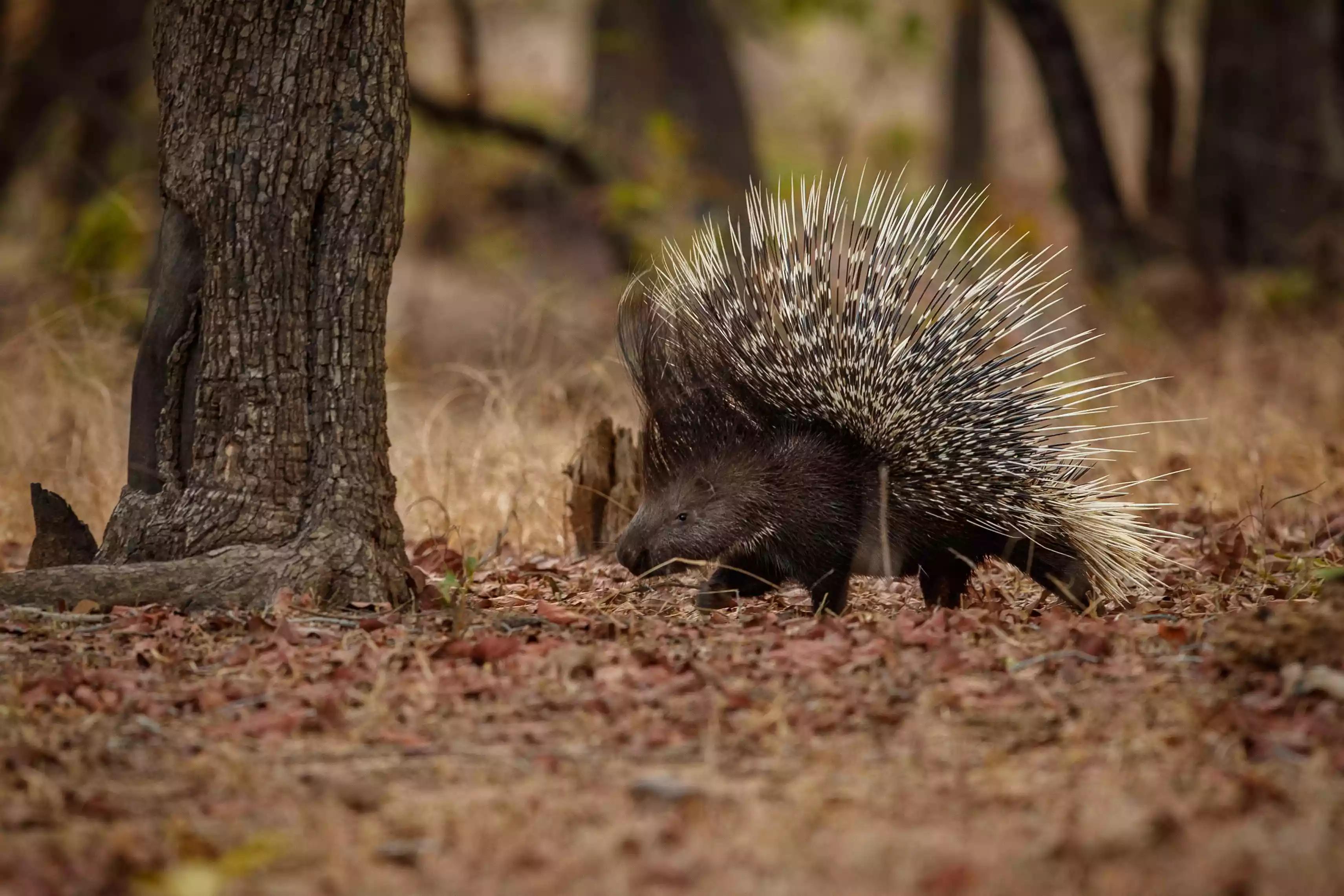 关于豪猪的8个特殊事实