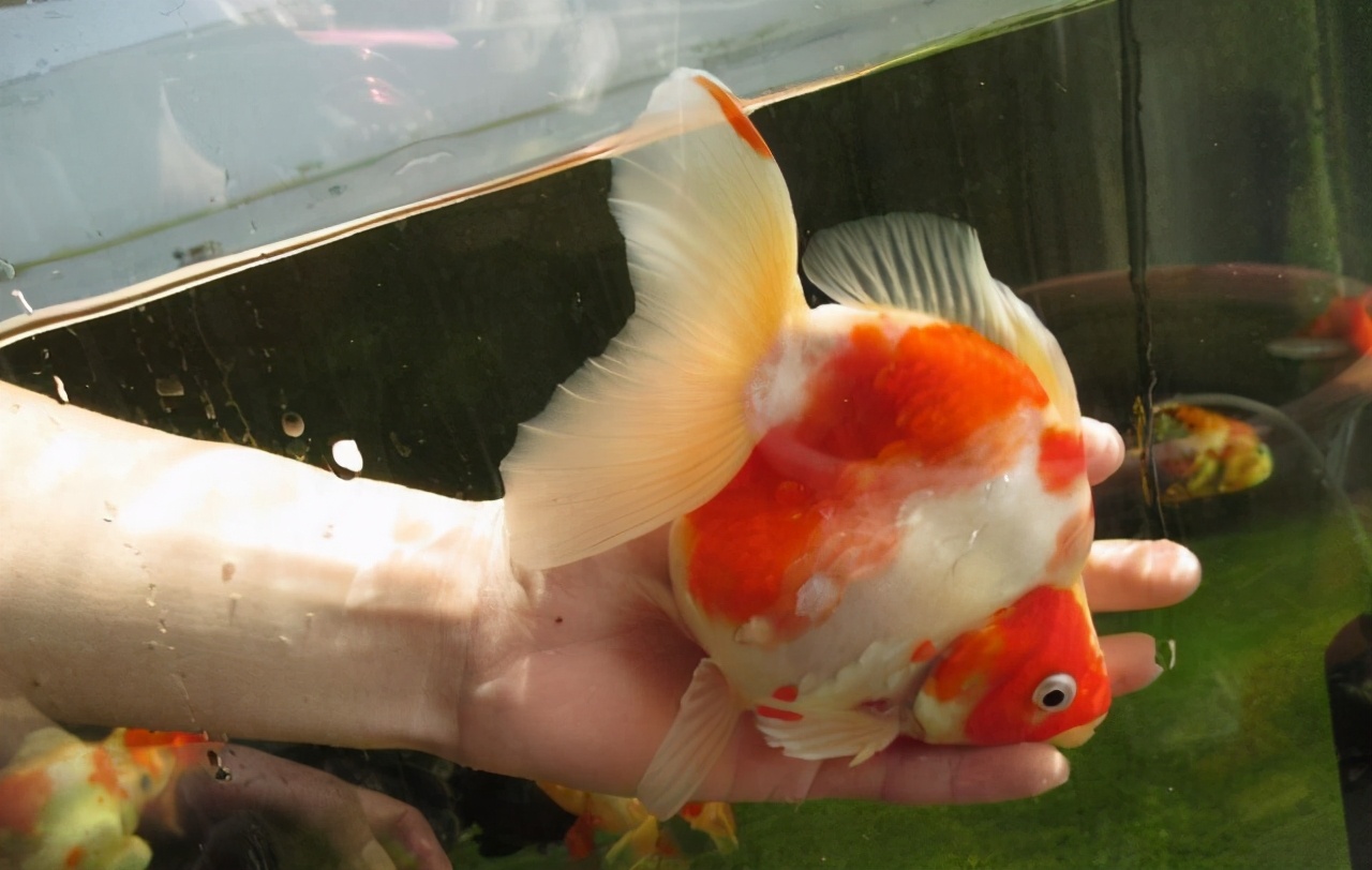 宠物鱼饲养时注意事项,养好宠物鱼注意事项