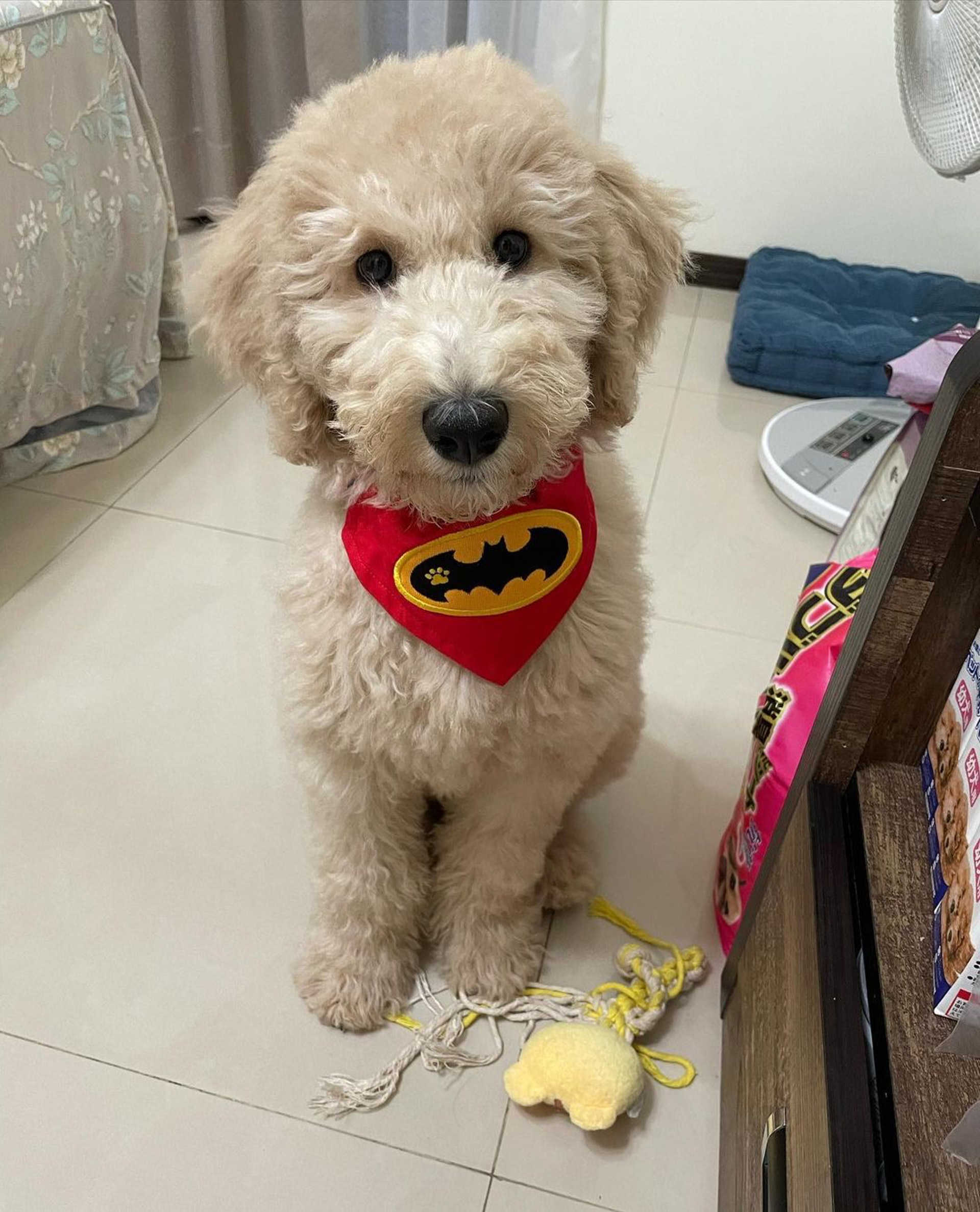 巨型贵宾犬发狂,巨型贵宾犬在家乱叫