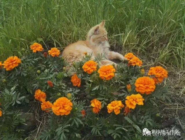 花间奔赴，猫有一个相思海