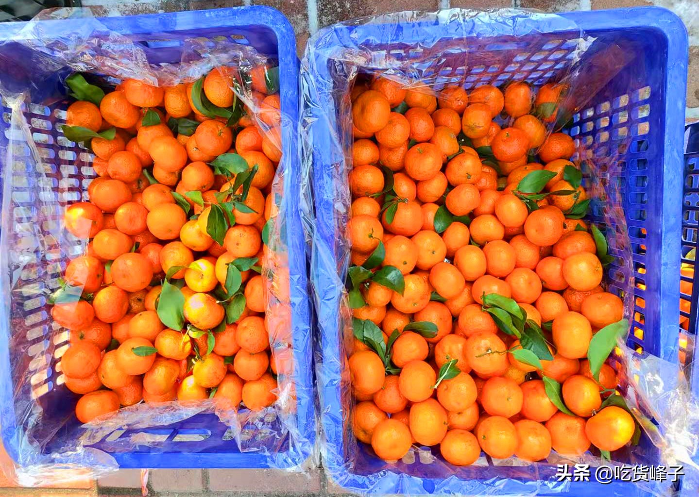 砂糖橘怎么选才是最甜的,买砂糖桔的注意事项