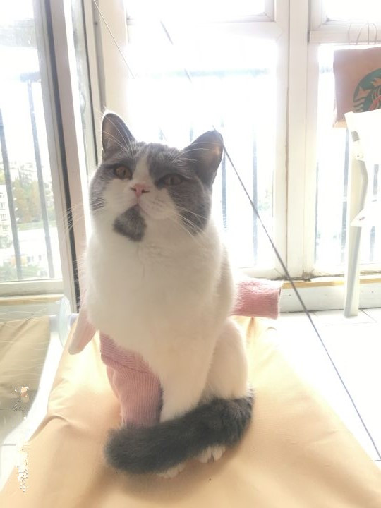 怎样避免买到星期猫,怎么判断是不是买到了星期猫